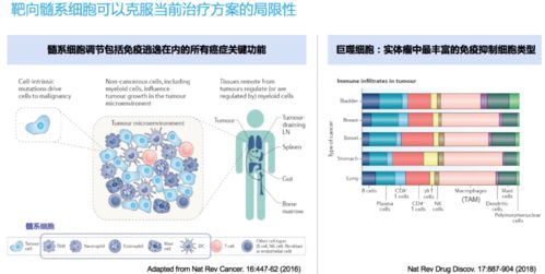 法图医药廖晓伶团队 核心产品获FDA孤儿药认定，解锁靶向髓细胞的新型癌症免疫疗法